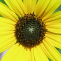 Photo © 2000 Gimp-Savvy.com