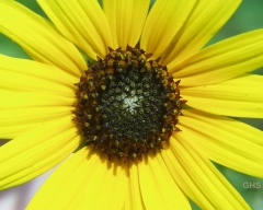 Photo © 2000 Gimp-Savvy.com
