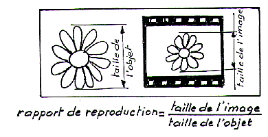  Schéma Rapport de reproduction