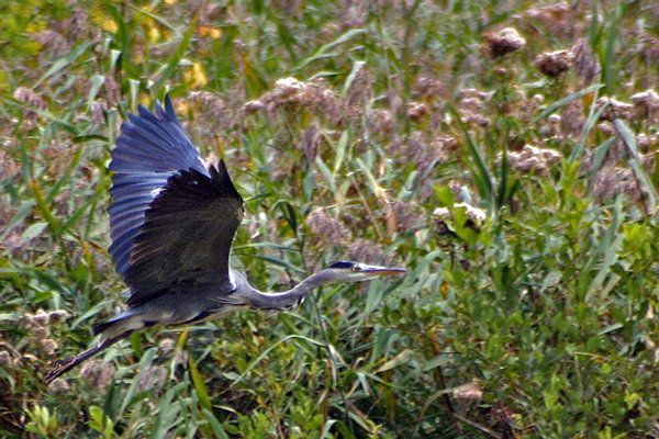 Cadrage et composition Photo heron cendre